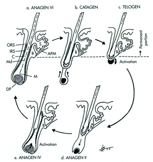 Hair growth cycle for a hair follicle.