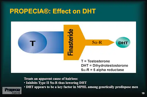 Finasteride blocks the conversion of testosterone into DHT.